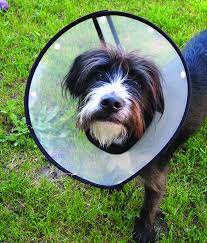 The more traditional style and the more modern easy to use style. 2017 Best Dog Cone Alternatives Whole Dog Journal