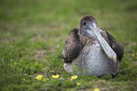 Baby Bird Identifier By Picture Baby Brown Pelican And Flowers Pelican Brown Jurassic World Movie