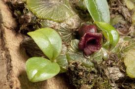 Image result for Stolzia cupuligera