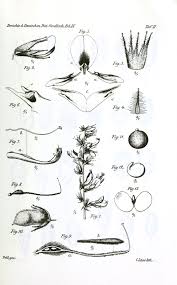Image result for Eminia antennulifera