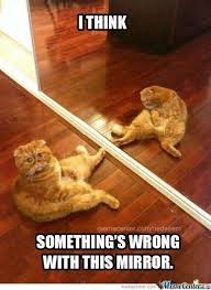 Animals Looked At Their Reflection 20 Funny Pictures Funnyfoto Funny Animals Funny Animal Pictures Crazy Cats