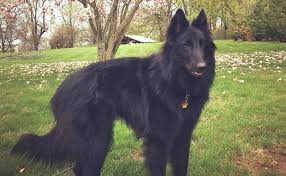 Lastly, dutch shepherds are considered a rare breed, while the belgian malinois is not. Belgian Sheepdog Breed Information Guide Facts And Pictures Bark
