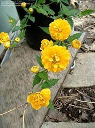 Pin On Plants Or Seeds To Find