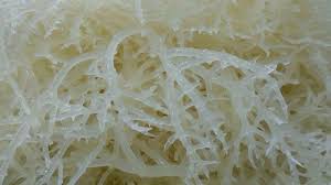 Tỷ lệ che phủ của lưới vô cùng chính xác (thường dùng cho các loài hoa lan xứ ôn đới). Rau Cau Chan Vá»‹t La Gi Thá»±c HÆ° Tac Dá»¥ng Cá»§a Rau Cau Chan Vá»‹t