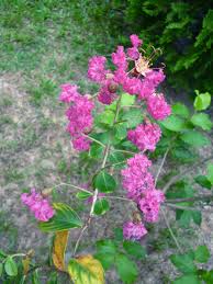 Check spelling or type a new query. Crepe Myrtle Tree Lagerstroemia Sl Flora