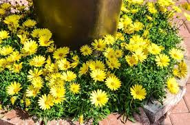 Image result for Pogonospermum divaricatum