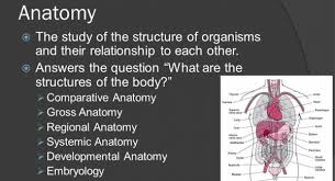 How much percentage of the human body is constituted by water? Anatomy The Study Of Organisms Structures Quiz Quiz Accurate Personality Test Trivia Ultimate Game Questions Answers Quizzcreator Com