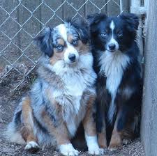 Contact the barney ranch for australian shepherd puppies for sale, mini aussie for sale, toy miniature australian shepherds, minis, puppies, shepherds, pups in oregon and much more. Miniature Australian Shepherds Australian Shepherd Miniature Australian Shepherd Mini Aussie For Sale