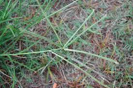 This grass has been trending all over the internet because of its effectiveness and costlessness. Eleusine Indica