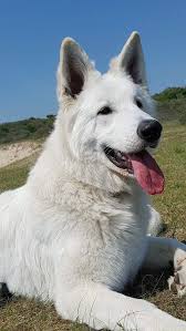 White German Shepherd Dog Breed German Shepherd Dogs Shepherd Dog Breeds Shepherd Dog