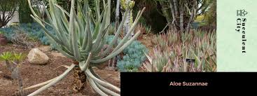 Image result for Aloe pienaarii