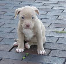There's no lying in declaring that phoenix is probably the biggest. Pitbulls Pets Amino