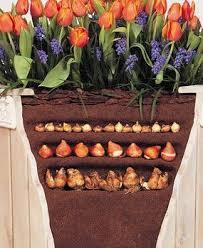 Layered Bulb Pot S Bottom Is Daffodils Middle Is Tulip S And Top Is Crocus I M So Excited To See Mine This Spring Planting Bulbs Plants Garden Bulbs