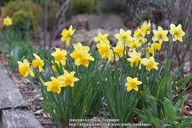 Photo Of The Entire Plant Of Large Cupped Daffodil Narcissus Carlton Photo Of Large Cupped Daffodil Narcissus Carlton Upl In 2020 Narcissus Daffodils Plants