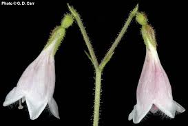 Image result for Linnaea borealis