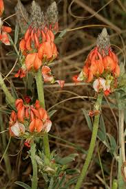 Image result for Indigastrum parviflorum