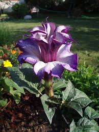 We did not find results for: Pin On Brugmansia And Datura Wish List