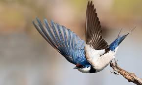 Where Have All The Swallows Gone Daily Mail Online Birds Flying Beautiful Birds Bird Pictures