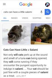 Maybe you would like to learn more about one of these? Cats Can Have A Little Salami As A Treat Tweet Cat Wallpapers