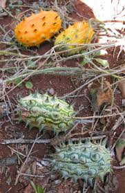 Image result for Cucumis metuliferus