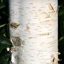 White Birch Trees For Sale Near Me Betula Snow Queen Snow Queen Birch Tree Birch Trees For Sale Tree Uk Betula Pendula