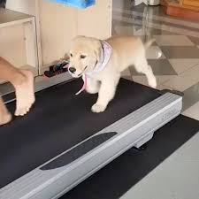 Get That Cardio In On Sundays Credit Summer Retriver Dog Treadmill Retriever Golden Retriever