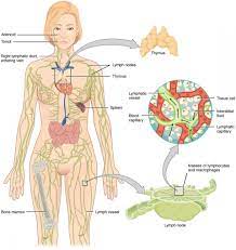Der mastzelltumor des hundes ist eine von mastzellen ausgehende neubildung beim haushund, die vor allem in der haut und unterhaut auftritt. Anatomy Of The Lymphatic And Immune Systems Anatomy And Physiology Ii