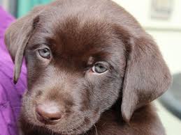 a labradors color might determine its life span