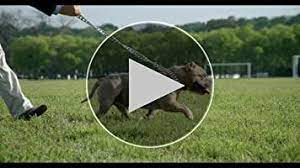 Amazon Com Bully Max High Performance Super Premium Dog Food 15 Lbs Pet Supplies Bully Max Premium Dog Food Dog Food Recipes