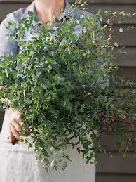 Image result for Eulophia parvula