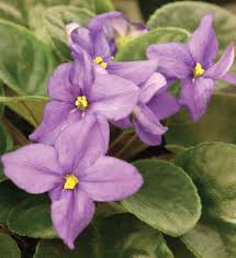 Color patterns and color combinations are unique. African Violets 101 Cary Magazine