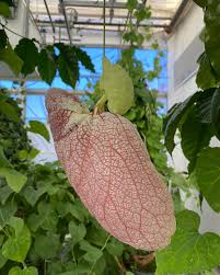Image result for Aristolochia albida