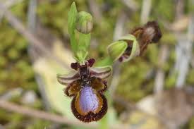 Image result for Nuxia oppositifolia