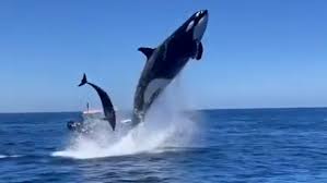We did not find results for: Incredible Video Shows Orca Jumping 15 Feet In The Air During Dolphin Hunt News Independent Tv