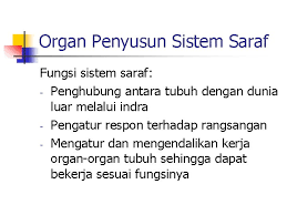 Contoh sistem organ tulang pada hewan kelinci (sumber: Sistem Koordinasi Dan Indra Pada Manusia Sistem Koordinasi