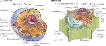 We did not find results for: Download Hd List Three Things Plant Cells Contain That Animal Cells ë™ë¬¼ ì„¸í¬ ì™€ ì‹ë¬¼ ì„¸í¬ Transparent Png Image Nicepng Com