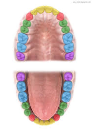 Image result for Dentition