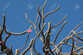 In fact, too much water while the plant is dormant can potentially cause the roots to rot off, leading to the loss of your plumeria from the bottom. Plumeria Flower On A Branch In The Winter Stock Photo Picture And Royalty Free Image Image 68891425