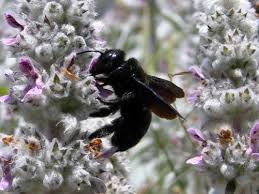 Image result for cornish black bee
