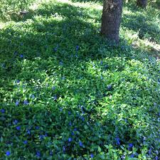 Image result for Vinca minor