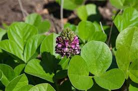 Image result for Psoralea