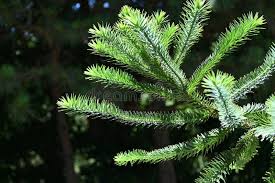 Image result for Araucariaceae