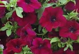 Trailing petunias 'purple wave' was the first cultivar in the class of spreading petunias. 5 X Trailing Petunias Surfinia Burgundy