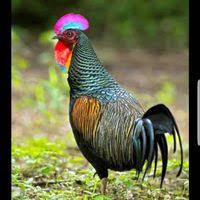 Jual Ayam Hutan Hijau Di Jawa Tengah Harga Terbaru 2021