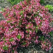 This meaningful garden feature will be far easier to maintain than mowing turf. 15 Weigela Ideas Shrubs Plants Trees And Shrubs