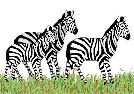 Image result for zebra clipart