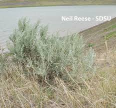 Image result for Aristida canescens