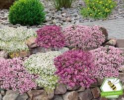 Mein Schoner Garten Bodendecker Set Thymian 9 Pflanzen Ground Cover Plants Planting Hydrangeas