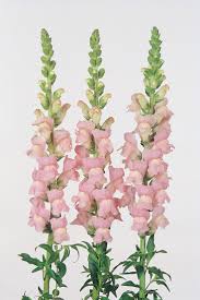 Snapdragon Pictures National Garden Bureau Yearofthesnapdragon Snapdragon Flowers Flower Identification Snapdragons