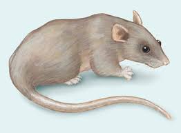 Dogs, cats, chickens, pigs and rodents are found there. Adw Rattus Norvegicus Information